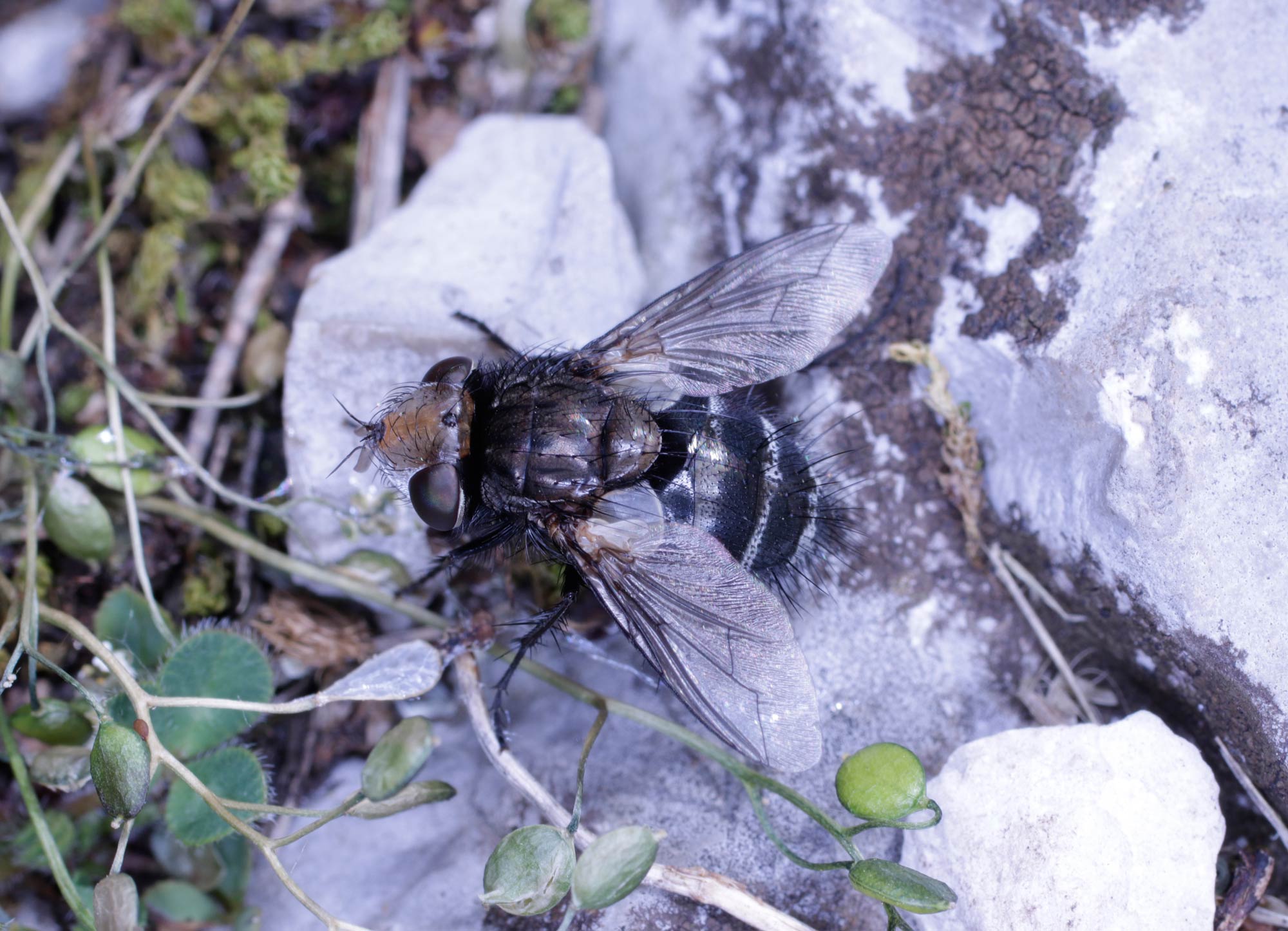 Tachinidae: cfr. Gonia sp.